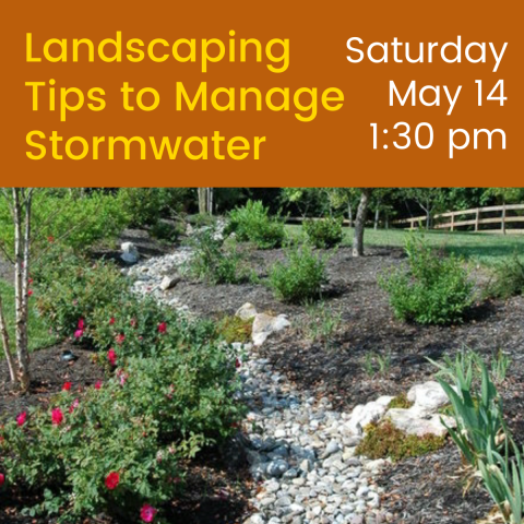 Landscaping Tips to Manage Stormwater